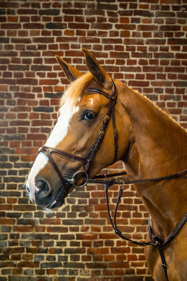 Anatomic bridle for show jumping