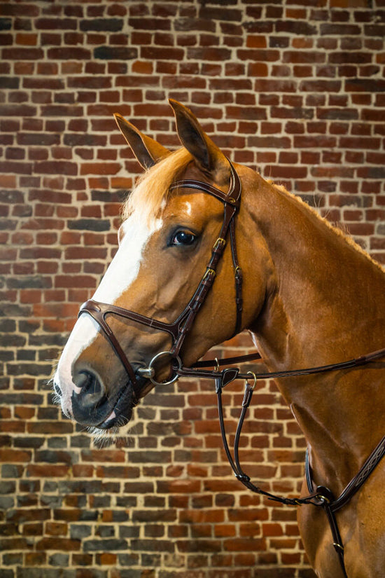 Anatomic bridle for show jumping