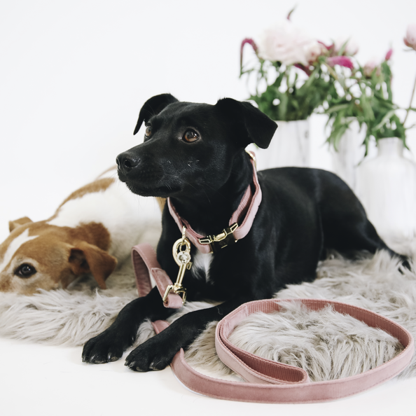 dog leash in pink