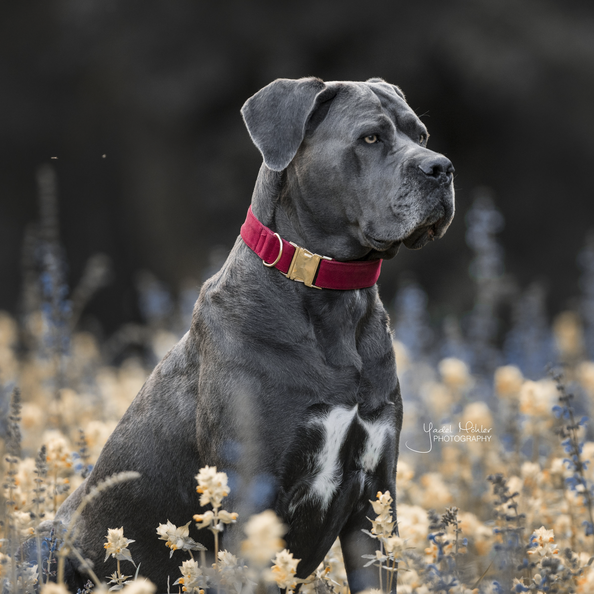 Bordeaux dog collar with microfiber material