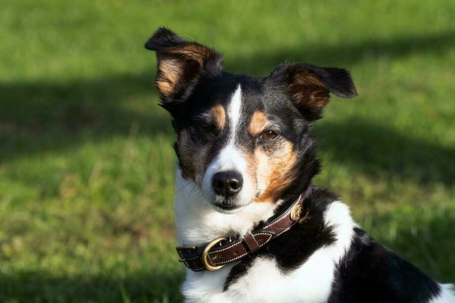 Small dog collar in leather