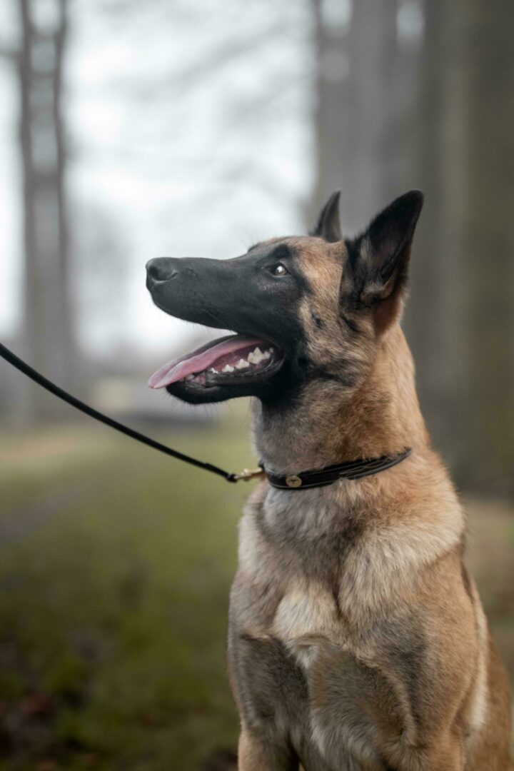 Quality leather dog collar