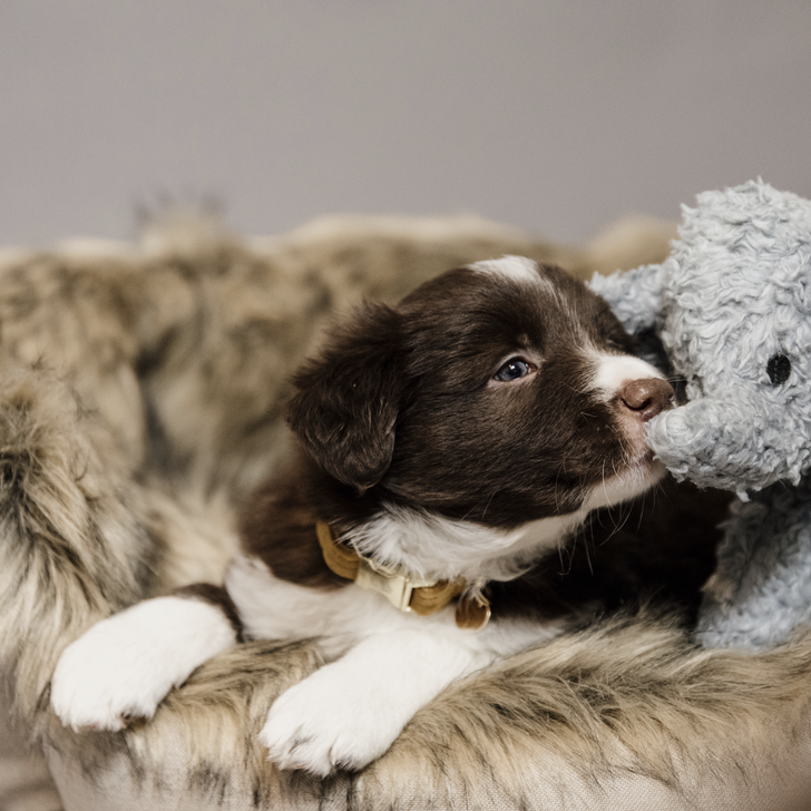 Soft dog toy elephant