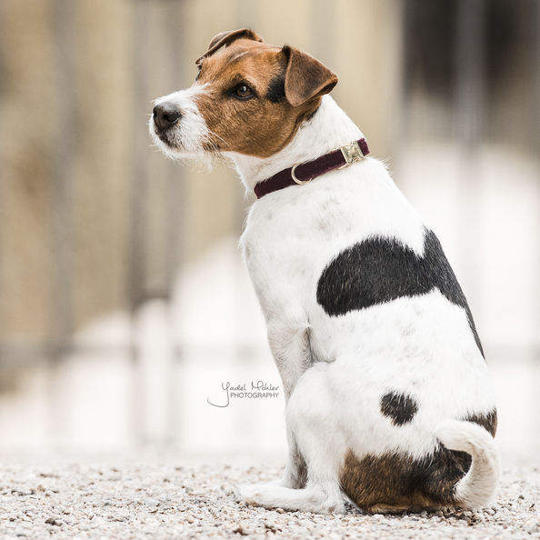 brown dog collar