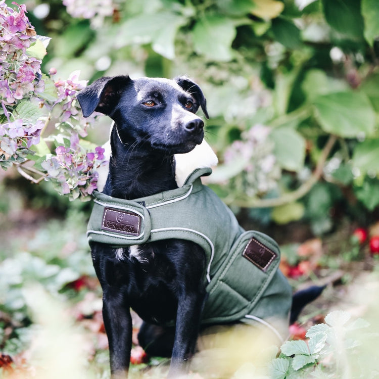 Waterproof Dog Coat