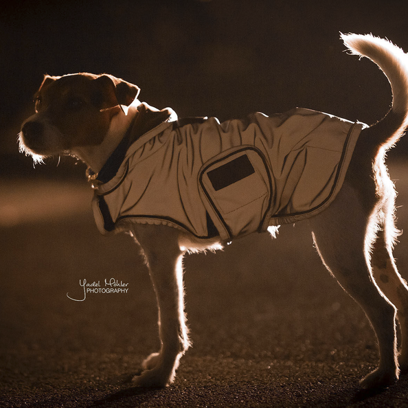 Reflective dog wear