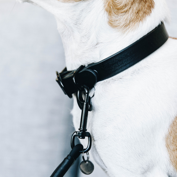 Rubber collar for dogs
