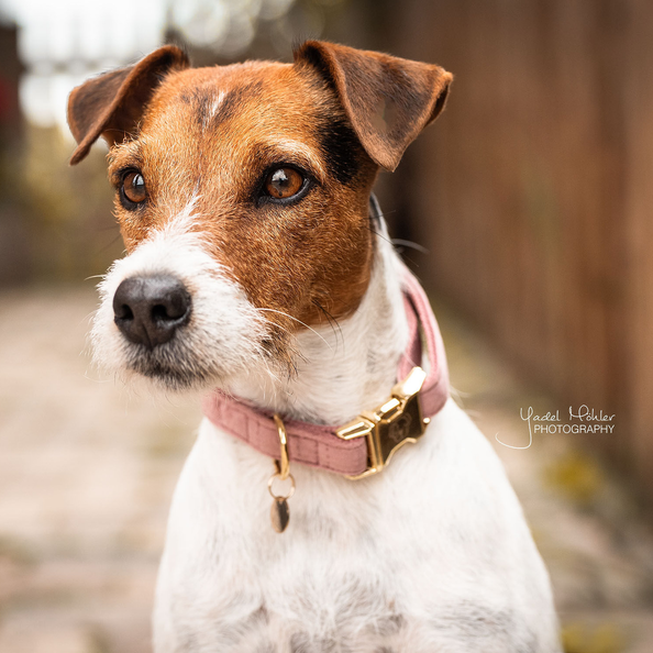 cute velvety dog collar in pink with snap clip