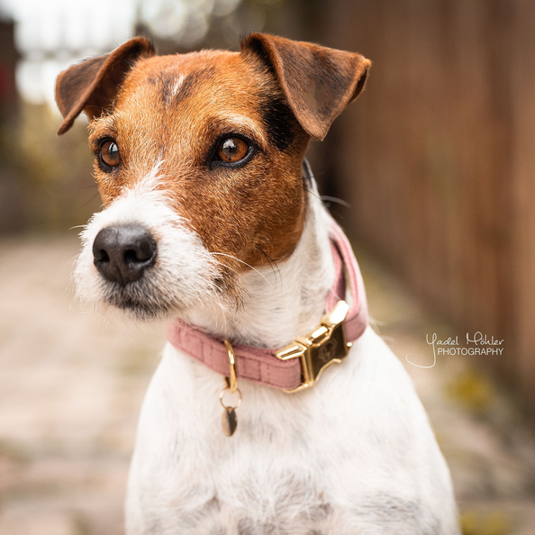 cute velvety dog collar in pink with snap clip 