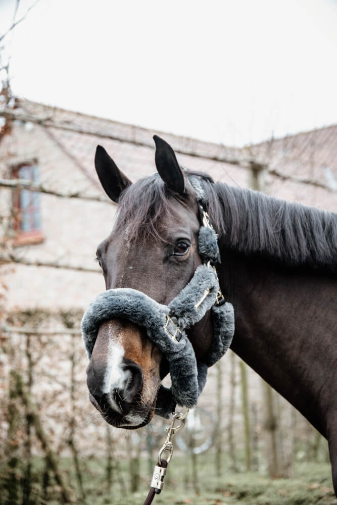 Kentucky Halfter