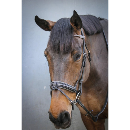 Penelope Anatomic Flash Noseband Bridle