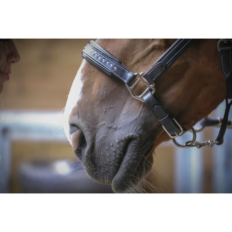 Leather Grooming Halter