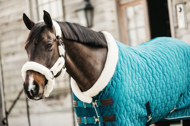 Velvet Show Rug Kentucky Sale