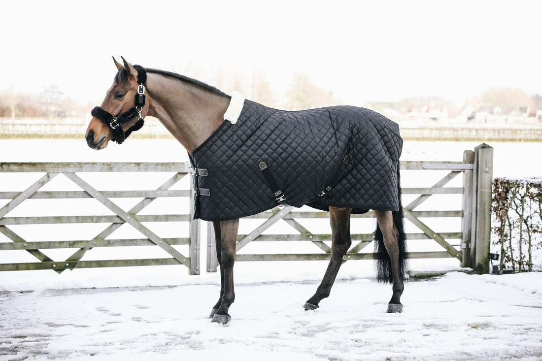 Cold Weather Is Really Here: Winter Horse Care Tips for Freezing Days