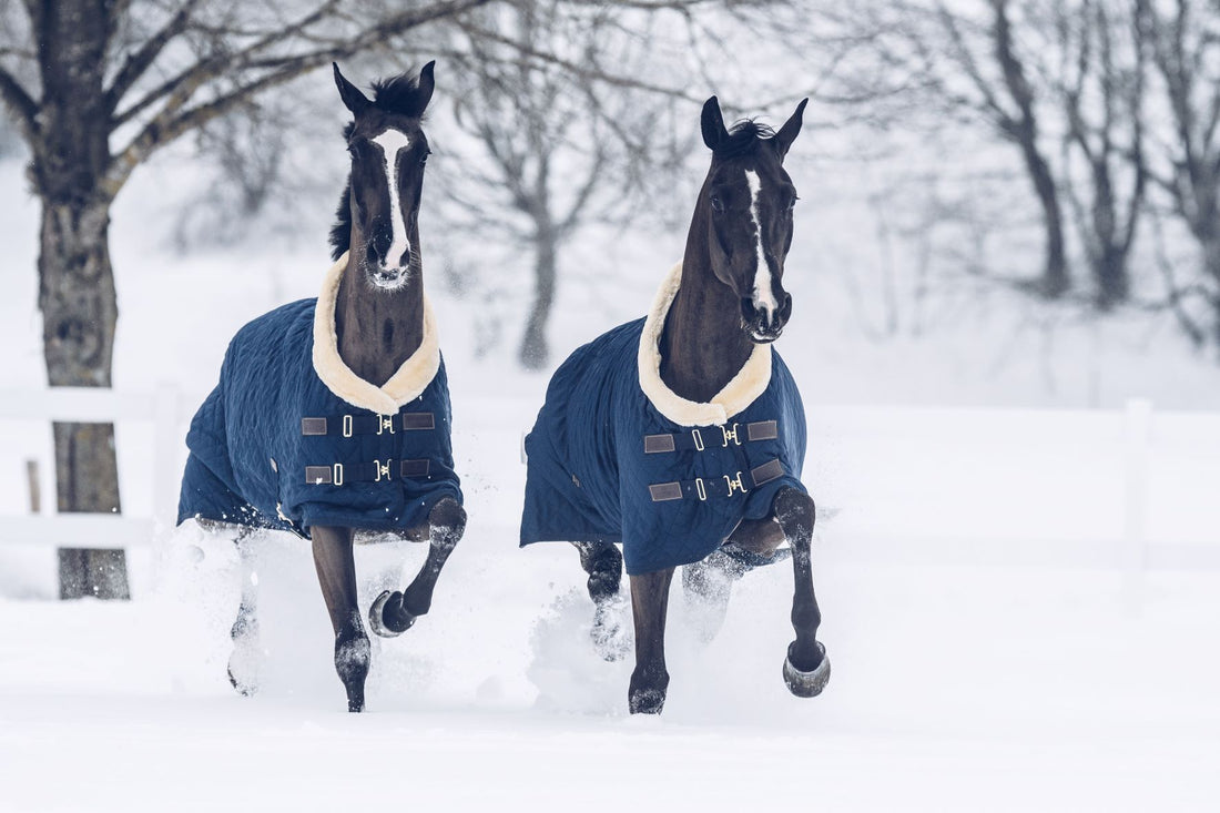 Horsey, it's cold outside! Which rug does my horse need?