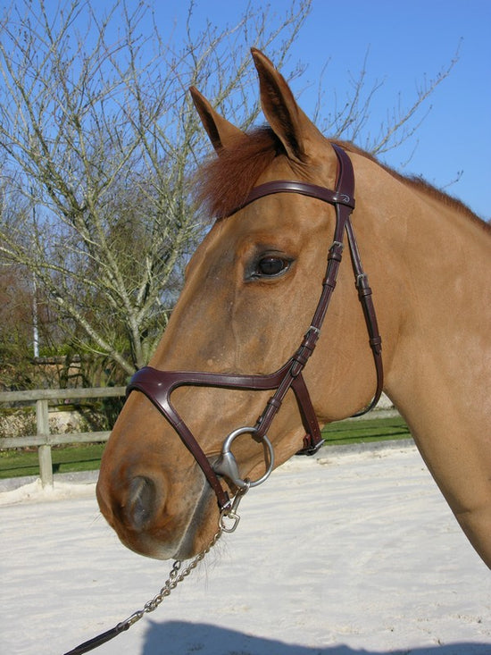 Bridle Fitting - A Simple Guide for Equestrians