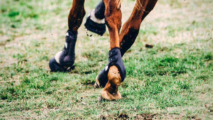 FEI Jumping Rule Changes: Which Hind Boots Are Allowed In 2021 ...