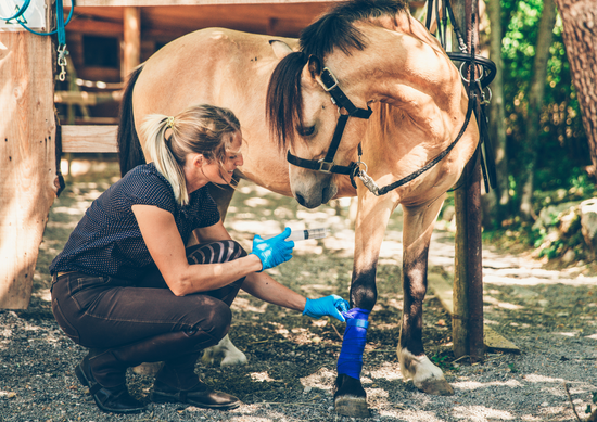 Horse First Aid care