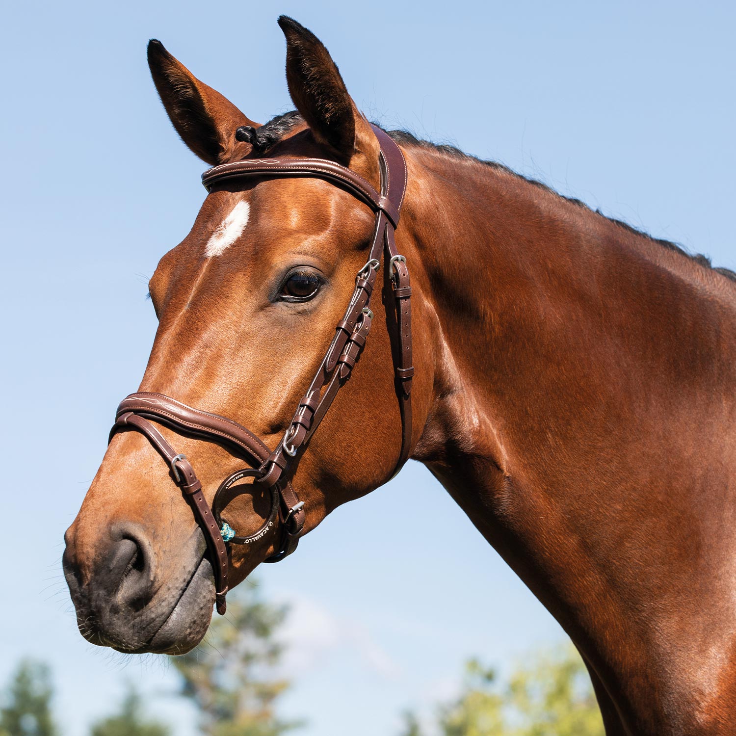 Anatomic show jumping bridle
