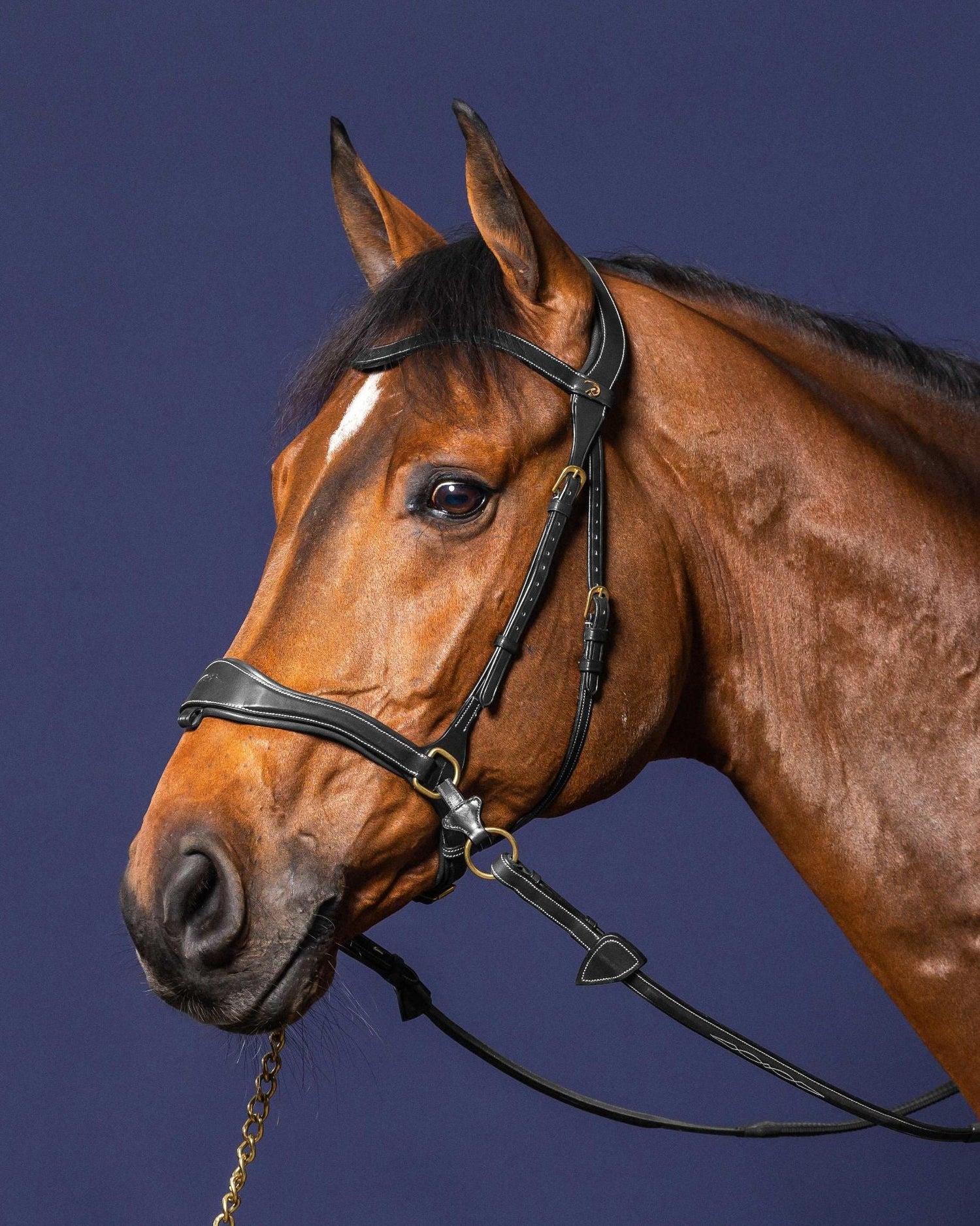 Side Pull bridle for horses