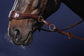 horse noseband