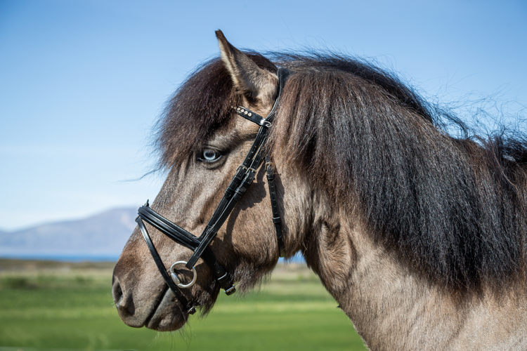 3 strap head piece for Icelandic horses