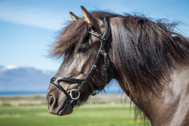 Icelandic horse tack