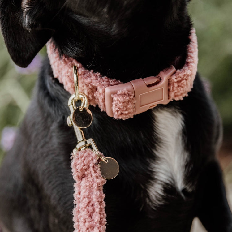 cozy dog collar
