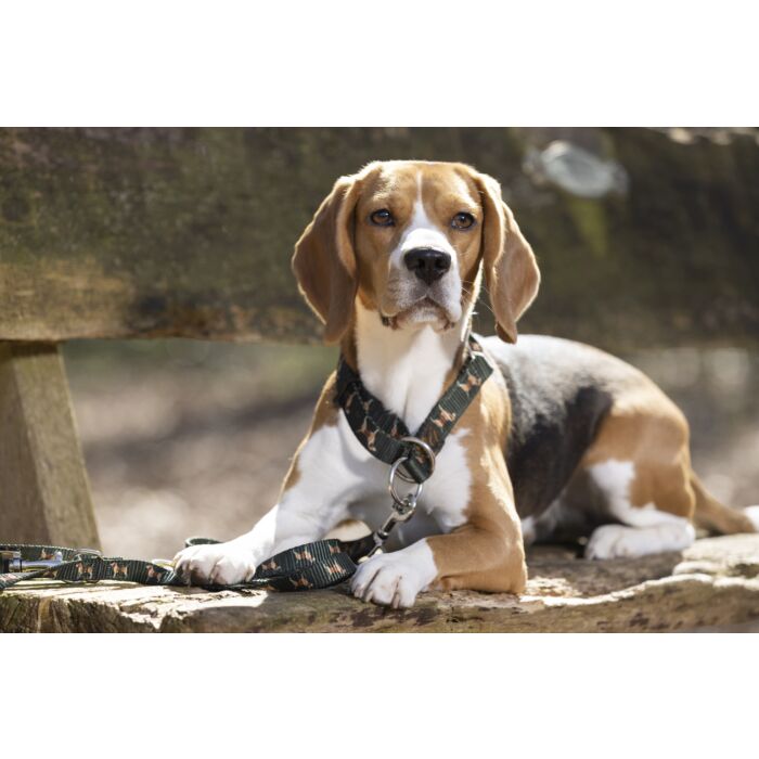 beagle training collars