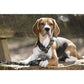 Hundehalsband Beagle