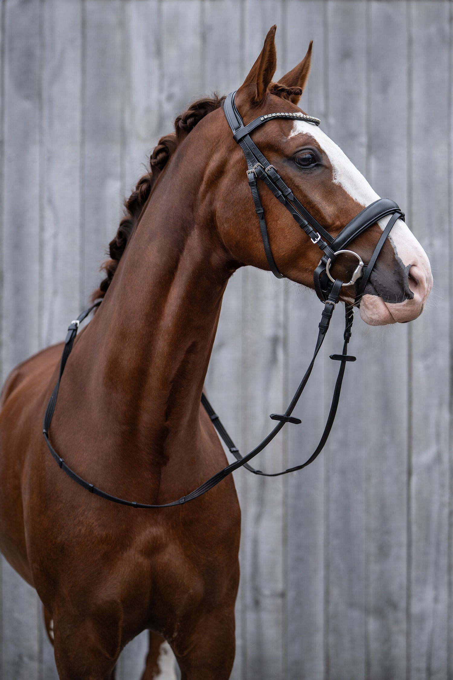 Affordable leather crank noseband bridle