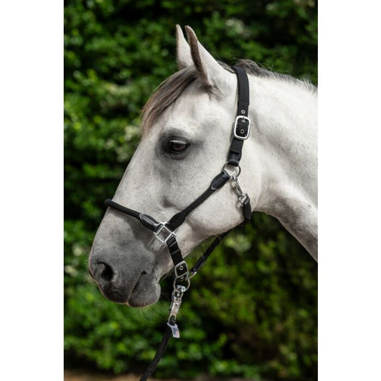 Head collar for horses