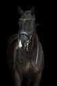 Double Bridle Grace