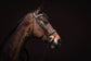 lauria garrelli swedish noseband bridle quality leather brown