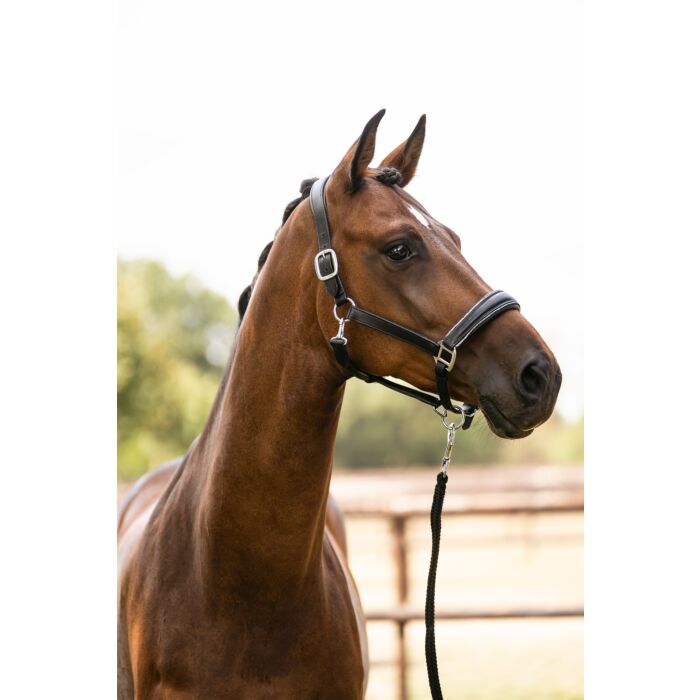 HKM premium leather horse halter Glamour