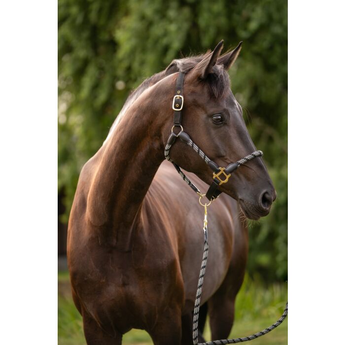 Lauria Garrelli Limone sporty horse halter