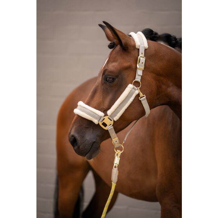 Lauria Garrelli Limone horse halter with gold fittings