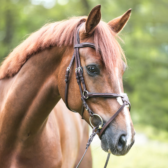 Bridle with Mexican noseband