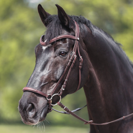 Anatomic shaped drop noseband bridle