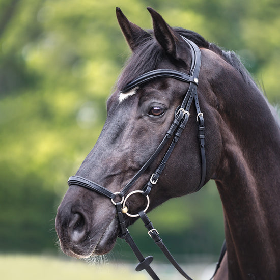 Drop noseband bridle adjustable on both sides