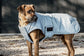 Dog Coat Reflective & Water Repellent with Belly Cover 150g