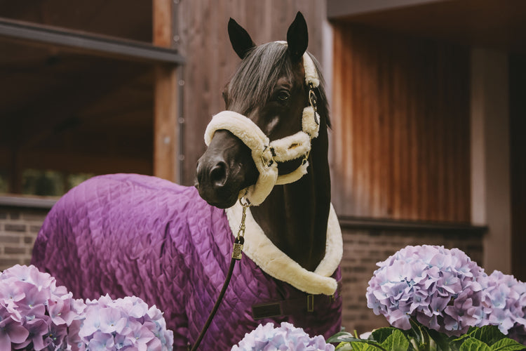 Purple Horse blanket