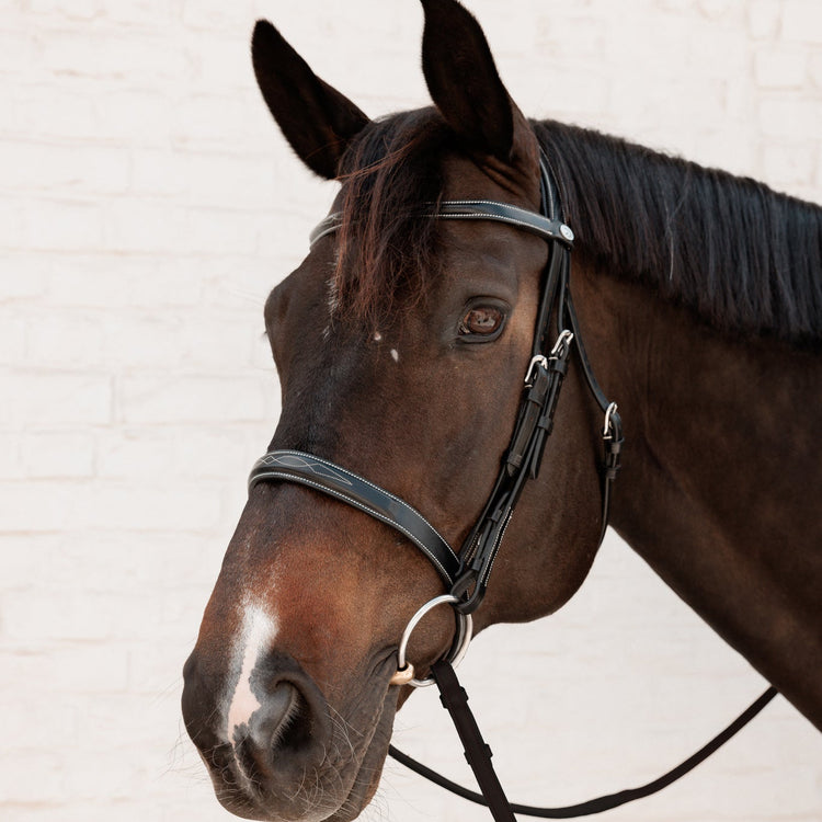 Horse wearing a Dy&