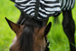 Fliegendecke Zebra mit Halsteil