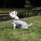 Waterproof dog coat for small dogs