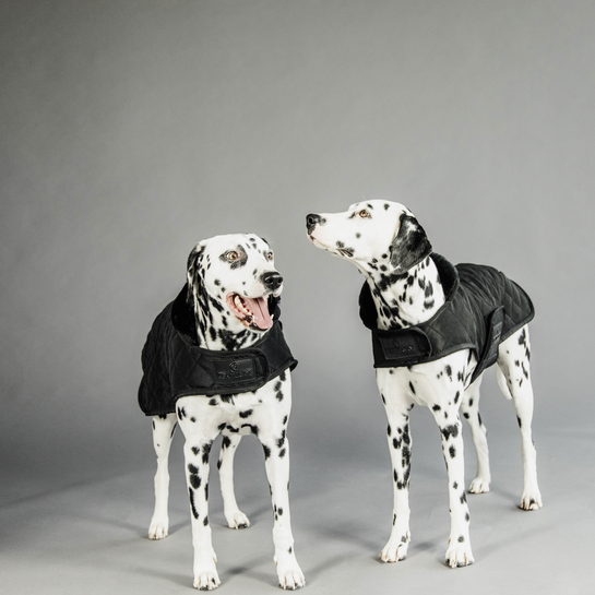 Dalmation dog coat