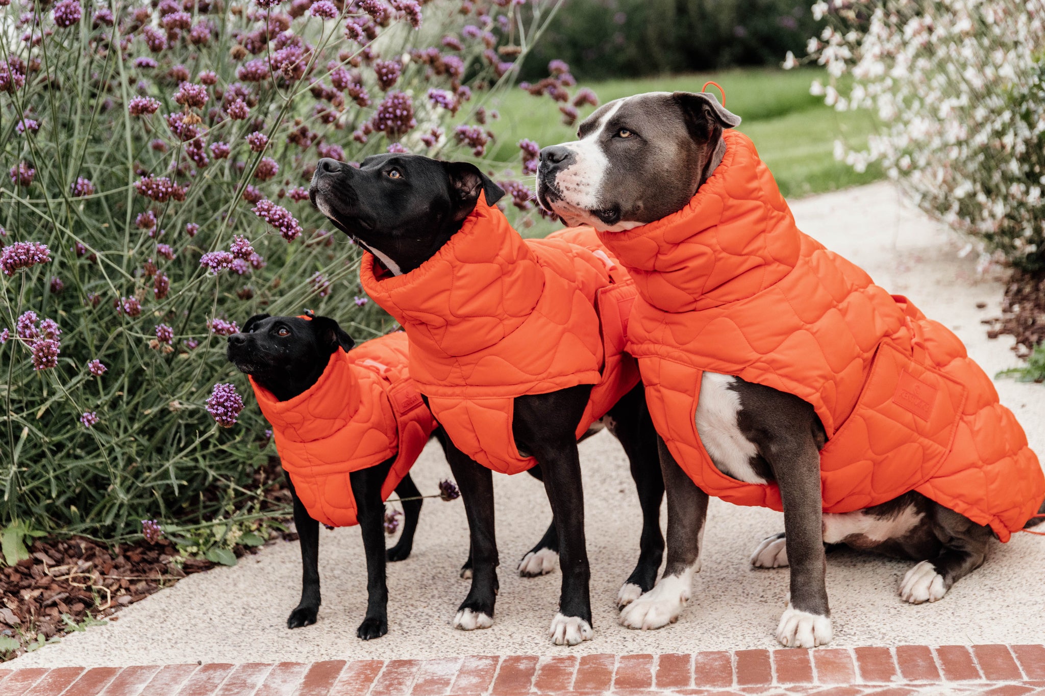 Orange sales dog jacket