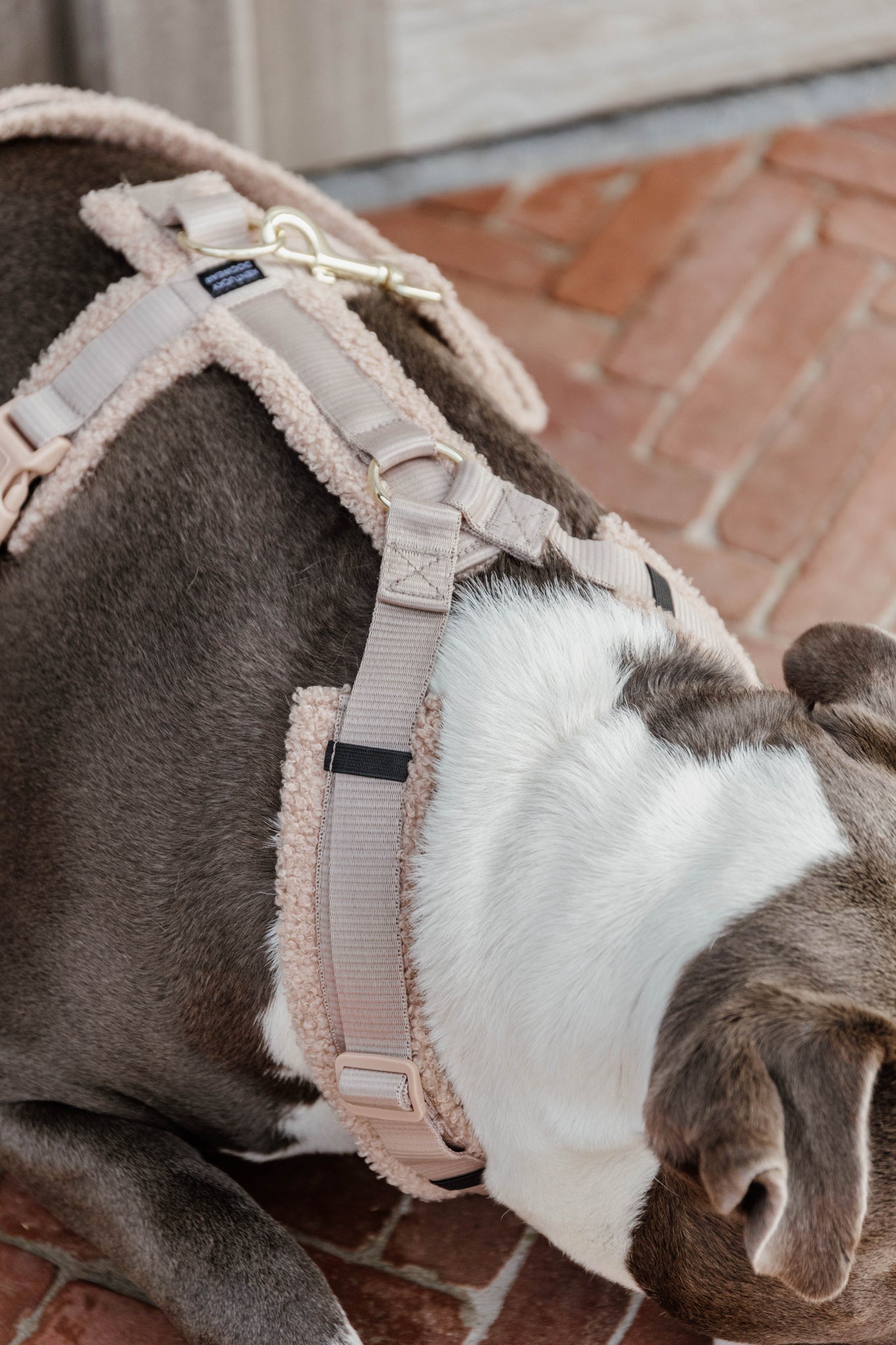 Dog Harness Active Teddy Fleece EquiZone Online