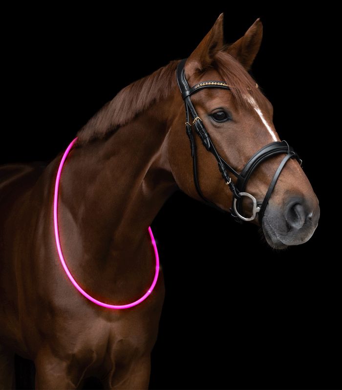 Reflective light for horses