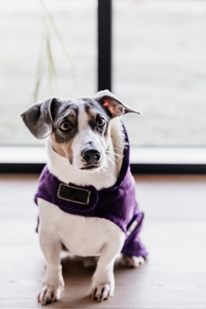 dog coat royal purple